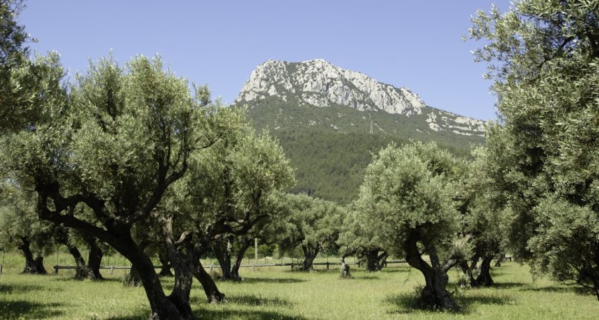 Vue du Mont Coudon depuis l'Oliveraie du Partégal