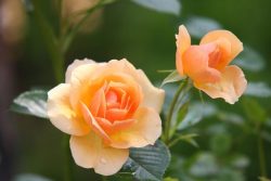 29631554-diaporama
