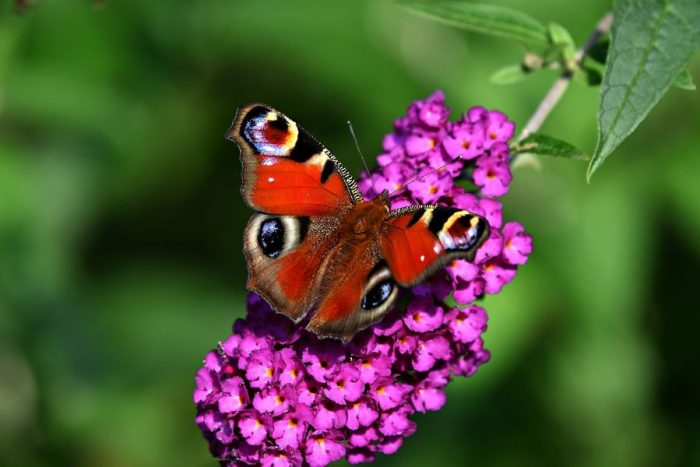 Festival nature