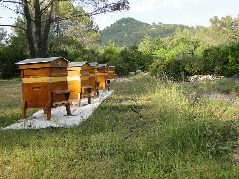 ruches sédentaires au Mas de Nuke