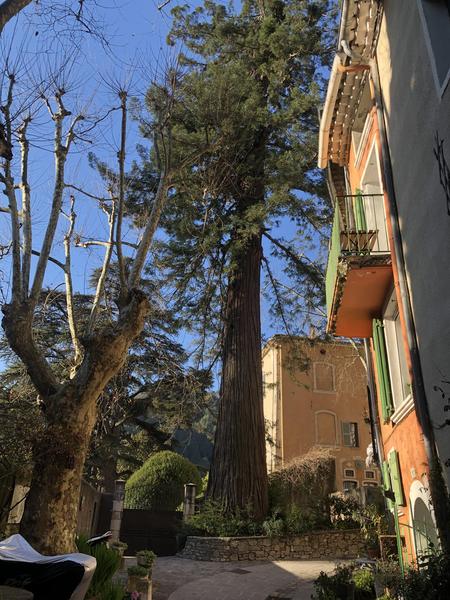 Auprès du Séquoia géant de Belgentier