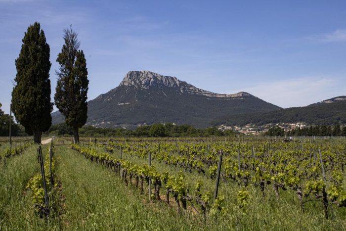 Entre vignes et Coudon