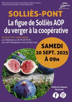 La figue de Solliès AOP, du verger à la coopérative_Solliès-Pont