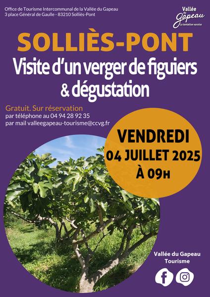Visite d’un verger de figuiers et dégustation_Solliès-Pont