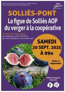 La figue de Solliès AOP, du verger à la coopérative_Solliès-Pont