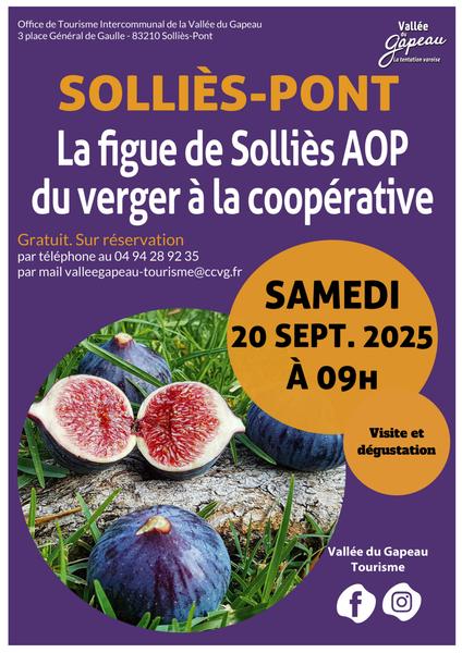 La figue de Solliès AOP, du verger à la coopérative_Solliès-Pont