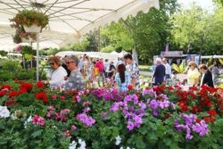 Foire aux plants