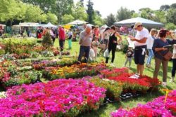 Foire aux plants