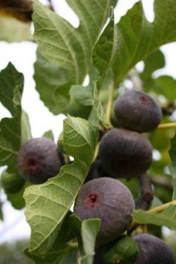 Figues et autres