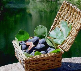 Producteur de figues et autres