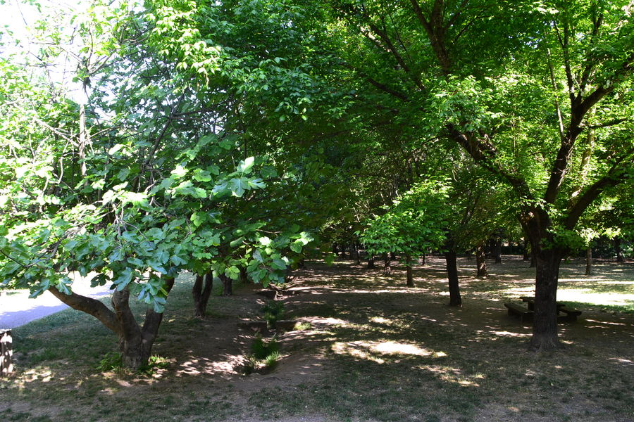 Parc peiresc