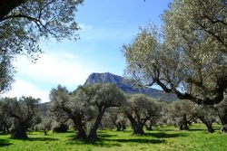 L’oliveraie du Partégal