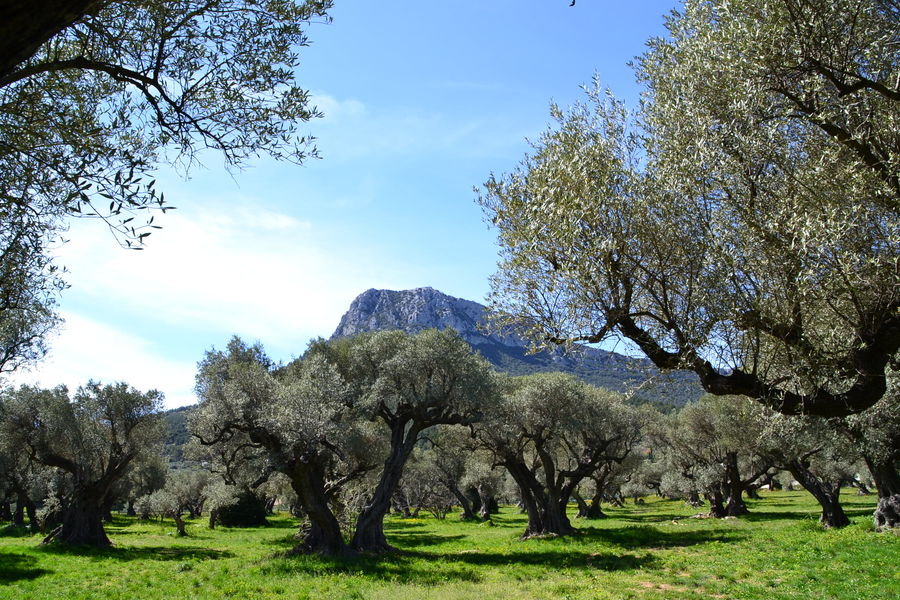 L’oliveraie du Partégal