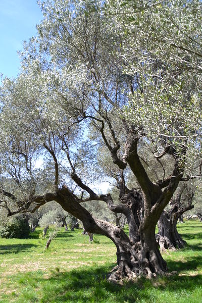 L’oliveraie du Partégal