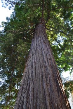 Sequoia