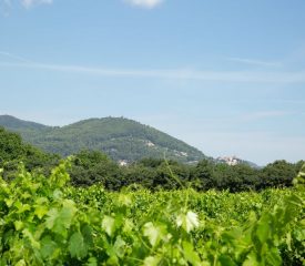 Domaine la Castille